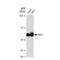 Interferon Regulatory Factor 3 antibody, GTX00956, GeneTex, Western Blot image 