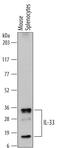 Interleukin 33 antibody, MAB3626, R&D Systems, Western Blot image 