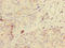 Glycerophosphodiester Phosphodiesterase Domain Containing 2 antibody, LS-C379382, Lifespan Biosciences, Immunohistochemistry paraffin image 