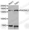 RAD54 Like 2 antibody, A6144, ABclonal Technology, Western Blot image 