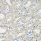 Pyruvate Dehydrogenase E1 Alpha 1 Subunit antibody, 18-369, ProSci, Immunohistochemistry frozen image 