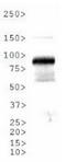 Aryl Hydrocarbon Receptor Nuclear Translocator antibody, TA301442, Origene, Western Blot image 