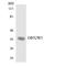 Olfactory Receptor Family 52 Subfamily W Member 1 antibody, LS-C200391, Lifespan Biosciences, Western Blot image 