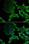 GKLP antibody, PA5-77007, Invitrogen Antibodies, Immunofluorescence image 