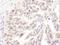 DNA polymerase delta catalytic subunit antibody, A304-005A, Bethyl Labs, Immunohistochemistry frozen image 