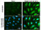 Heme Oxygenase 1 antibody, GTX633693, GeneTex, Immunocytochemistry image 