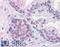 Paired Box 6 antibody, 46-140, ProSci, Western Blot image 