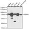 DEAD-Box Helicase 41 antibody, A6576, ABclonal Technology, Western Blot image 