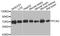 Phosphoenolpyruvate Carboxykinase 2, Mitochondrial antibody, A04772, Boster Biological Technology, Western Blot image 
