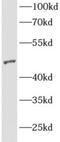 ArfGAP With FG Repeats 2 antibody, FNab00211, FineTest, Western Blot image 