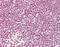 Splicing Factor 3b Subunit 4 antibody, orb181493, Biorbyt, Immunohistochemistry paraffin image 