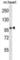 Formin Homology 2 Domain Containing 1 antibody, abx028918, Abbexa, Western Blot image 