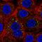 Fas Associated Factor Family Member 2 antibody, HPA065968, Atlas Antibodies, Immunofluorescence image 