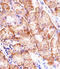 Matrilin 2 antibody, MBS9206787, MyBioSource, Immunohistochemistry frozen image 