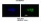 Heterogeneous Nuclear Ribonucleoprotein H1 antibody, ARP58479_P050, Aviva Systems Biology, Immunofluorescence image 