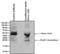 PlGF-1 antibody, MA1-188, Invitrogen Antibodies, Immunoprecipitation image 
