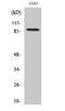 Sentrin-specific protease 5 antibody, STJ95604, St John