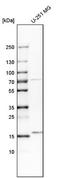 Ubiquitin Like 4A antibody, NBP1-84956, Novus Biologicals, Western Blot image 