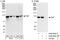 SCY1 Like Pseudokinase 1 antibody, A302-653A, Bethyl Labs, Western Blot image 