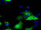 Sorting nexin-9 antibody, TA501251, Origene, Immunofluorescence image 