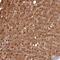 Vomeronasal 1 Receptor 2 antibody, PA5-60744, Invitrogen Antibodies, Immunohistochemistry frozen image 