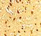 SAM And HD Domain Containing Deoxynucleoside Triphosphate Triphosphohydrolase 1 antibody, A00592-1, Boster Biological Technology, Immunohistochemistry frozen image 