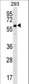 Deleted In Azoospermia 2 antibody, LS-C167271, Lifespan Biosciences, Western Blot image 