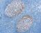 MutS Homolog 2 antibody, NBP2-26489, Novus Biologicals, Immunohistochemistry paraffin image 