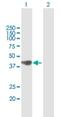 Cilia And Flagella Associated Protein 410 antibody, H00000755-B01P, Novus Biologicals, Western Blot image 