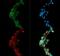 Diacylglycerol O-Acyltransferase 1 antibody, GTX48577, GeneTex, Immunofluorescence image 