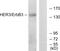 Erb-B2 Receptor Tyrosine Kinase 3 antibody, LS-C199051, Lifespan Biosciences, Western Blot image 