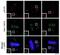 NDC80 Kinetochore Complex Component antibody, PA5-34978, Invitrogen Antibodies, Immunofluorescence image 