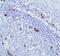 Joining Chain Of Multimeric IgA And IgM antibody, MA5-16419, Invitrogen Antibodies, Immunohistochemistry frozen image 