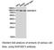 Rap Guanine Nucleotide Exchange Factor 3 antibody, LS-C193104, Lifespan Biosciences, Western Blot image 