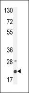 Membrane Spanning 4-Domains A4A antibody, 55-441, ProSci, Western Blot image 