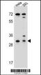 Ephrin B2 antibody, 55-964, ProSci, Western Blot image 