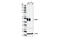 RUNX Family Transcription Factor 3 antibody, 13089S, Cell Signaling Technology, Western Blot image 