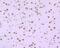Heterogeneous Nuclear Ribonucleoprotein U antibody, NBP2-75526, Novus Biologicals, Immunohistochemistry paraffin image 