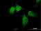 Sorting Nexin 13 antibody, H00023161-B01P, Novus Biologicals, Immunofluorescence image 