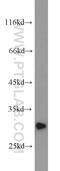 Platelet Activating Factor Acetylhydrolase 1b Catalytic Subunit 2 antibody, 14729-1-AP, Proteintech Group, Western Blot image 