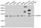 Cilia And Flagella Associated Protein 20 antibody, A14005, Boster Biological Technology, Western Blot image 