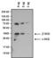  antibody, MA5-14701, Invitrogen Antibodies, Western Blot image 