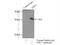 Four And A Half LIM Domains 1 antibody, 10991-1-AP, Proteintech Group, Immunoprecipitation image 