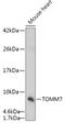 Translocase Of Outer Mitochondrial Membrane 7 antibody, 18-061, ProSci, Western Blot image 