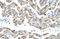 Zinc Finger Protein 497 antibody, orb324828, Biorbyt, Immunohistochemistry paraffin image 