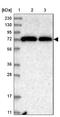 Protocadherin Alpha 3 antibody, NBP1-87323, Novus Biologicals, Western Blot image 