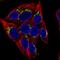 Mannosidase Alpha Class 1A Member 1 antibody, HPA053198, Atlas Antibodies, Immunofluorescence image 