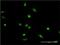 X-Ray Repair Cross Complementing 2 antibody, H00007516-M01, Novus Biologicals, Immunofluorescence image 