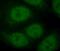 SET Domain Containing 1B, Histone Lysine Methyltransferase antibody, FNab07766, FineTest, Immunofluorescence image 