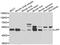 Carboxylesterase LipF antibody, MBS2538611, MyBioSource, Western Blot image 